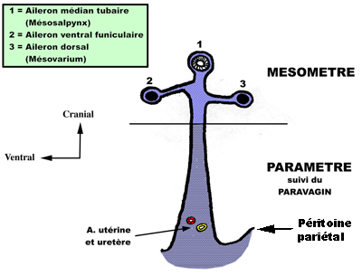 coupe du ligament large