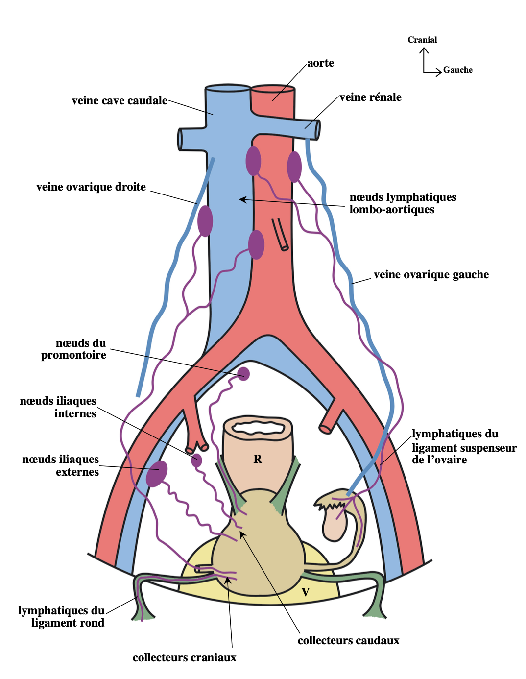 vascularisation de l'appareil génital