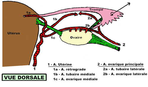 vascularisation de l'ovaire