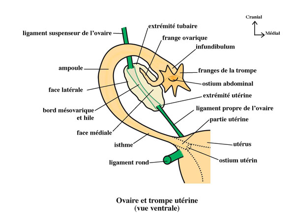 trompe