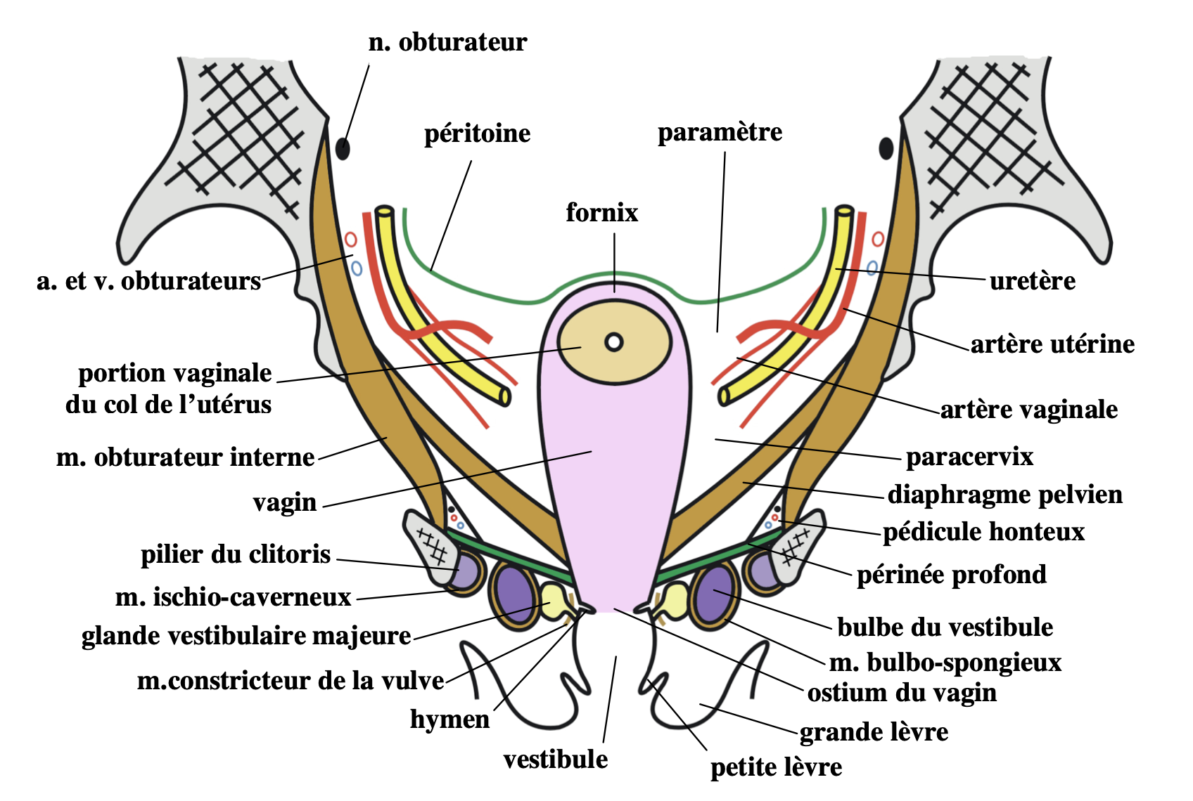 vulve