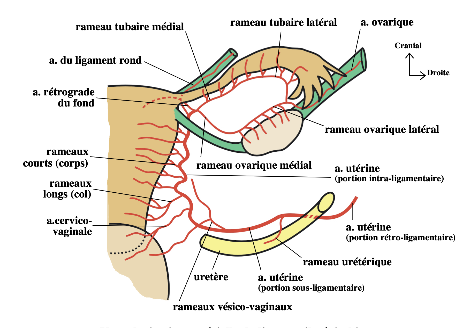 vascularisation de l'appareil génital