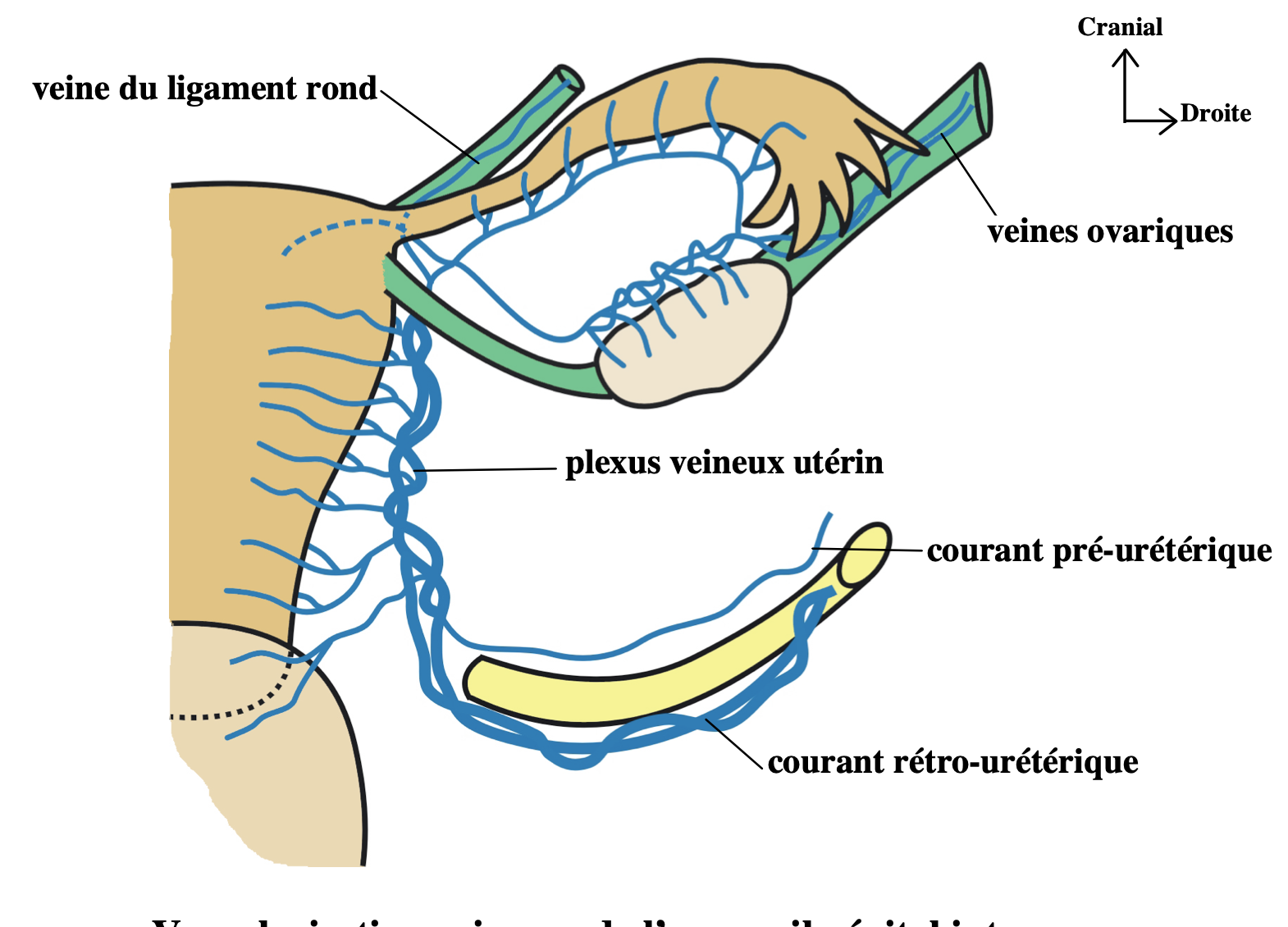 vascularisation de l'appareil génital