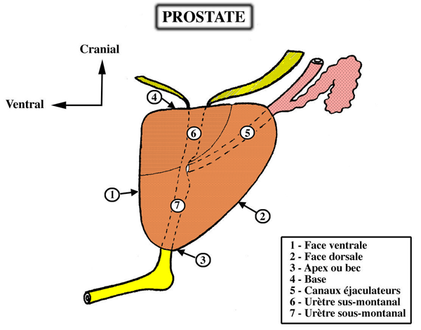  prostate