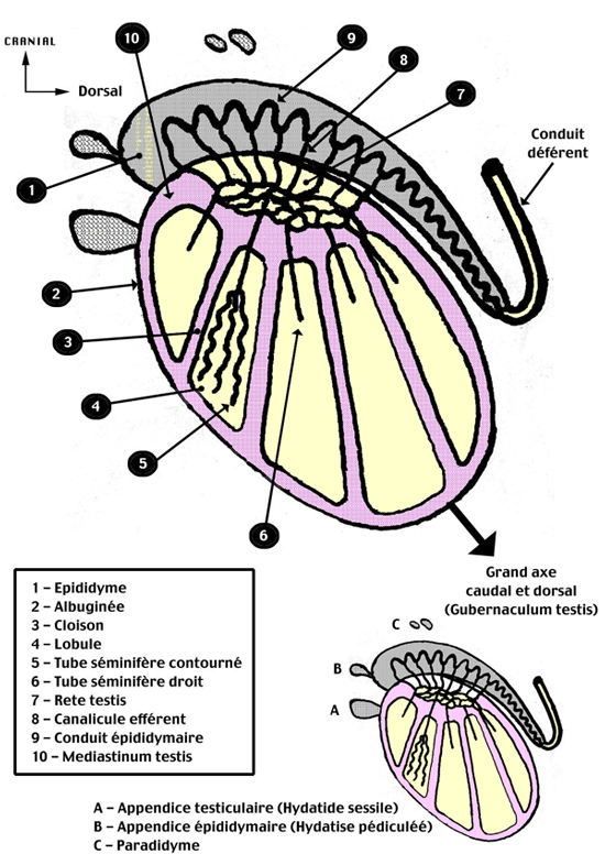  testicule