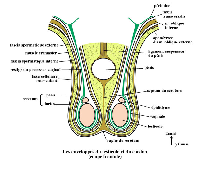  voies spermatiques