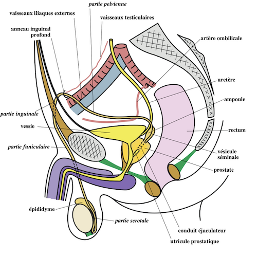  voies spermatiques