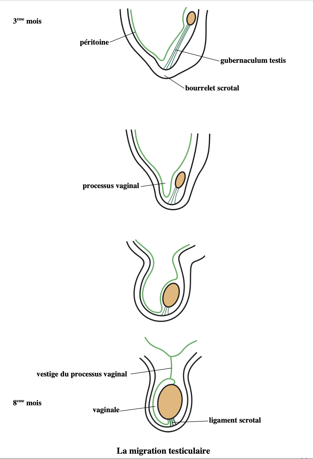 organogénèse testicule