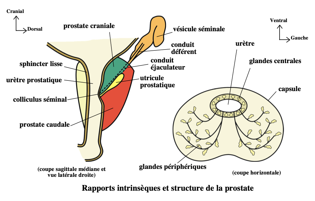  prostate