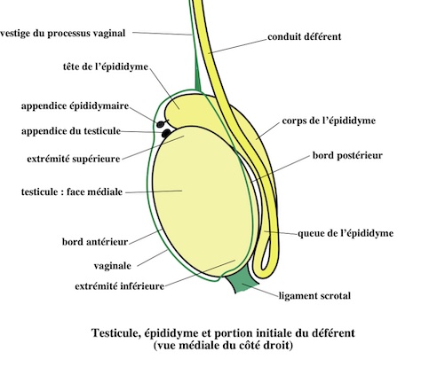  testicule