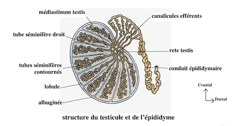 organogénèse testicule