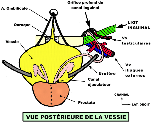  vésicules séminales