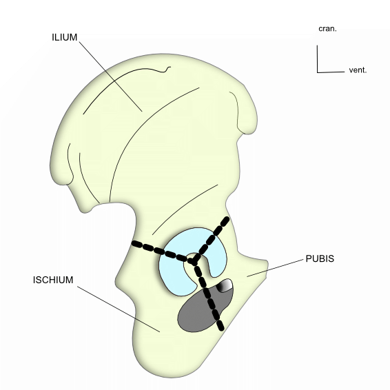 cartilage en Y 