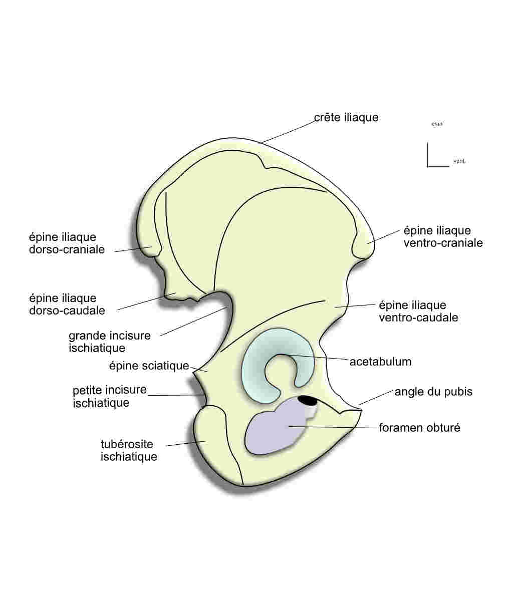 os coxal:face latérale 