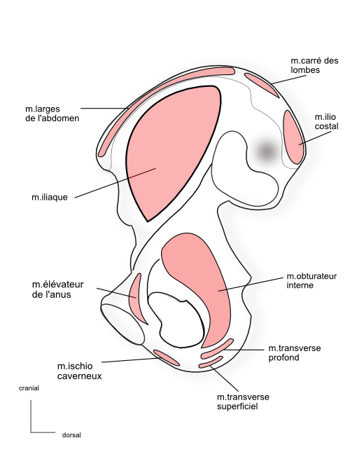 os coxal:facemédiale:insertions musculaires 