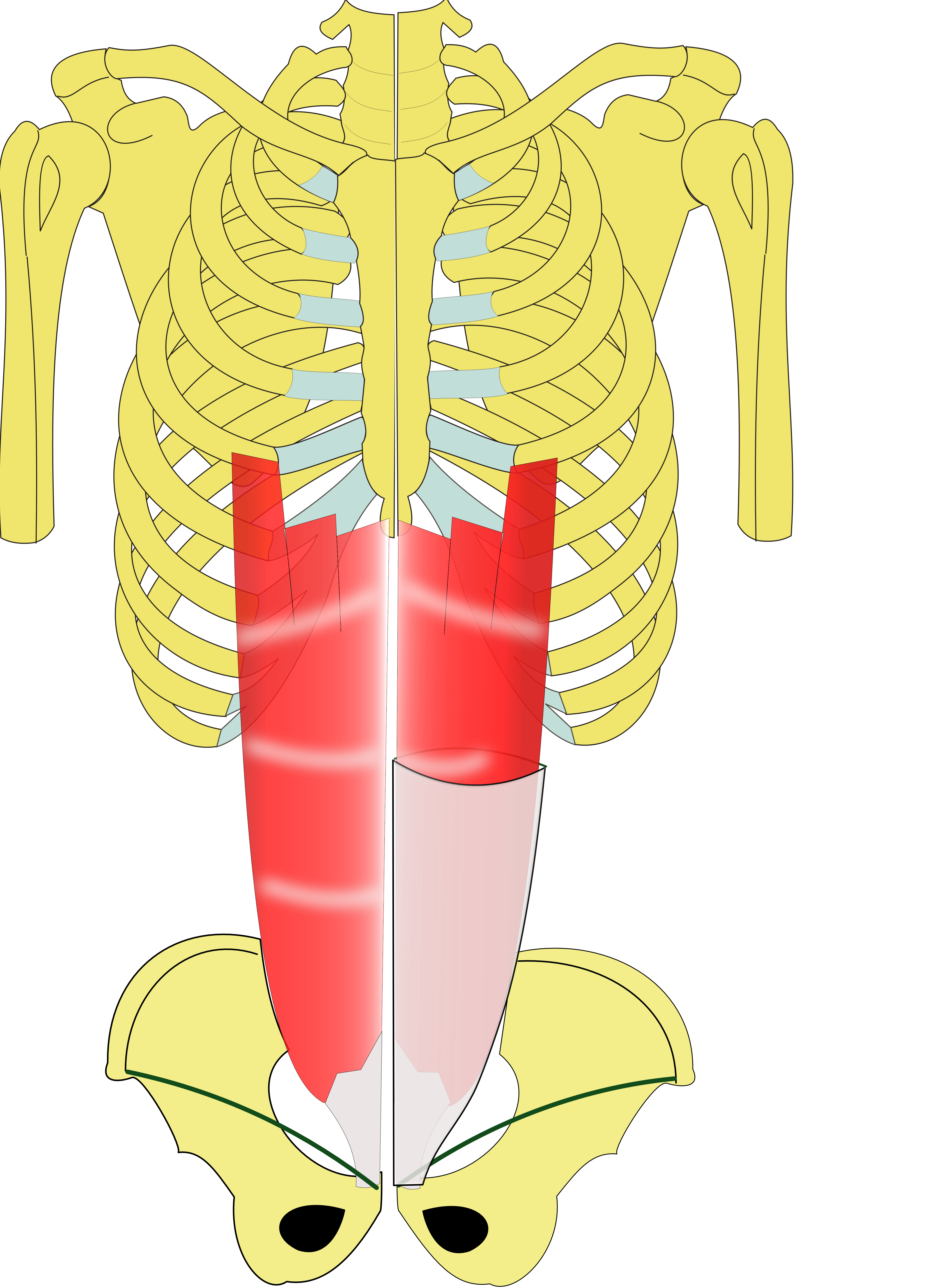 m.droit de l'abdomen