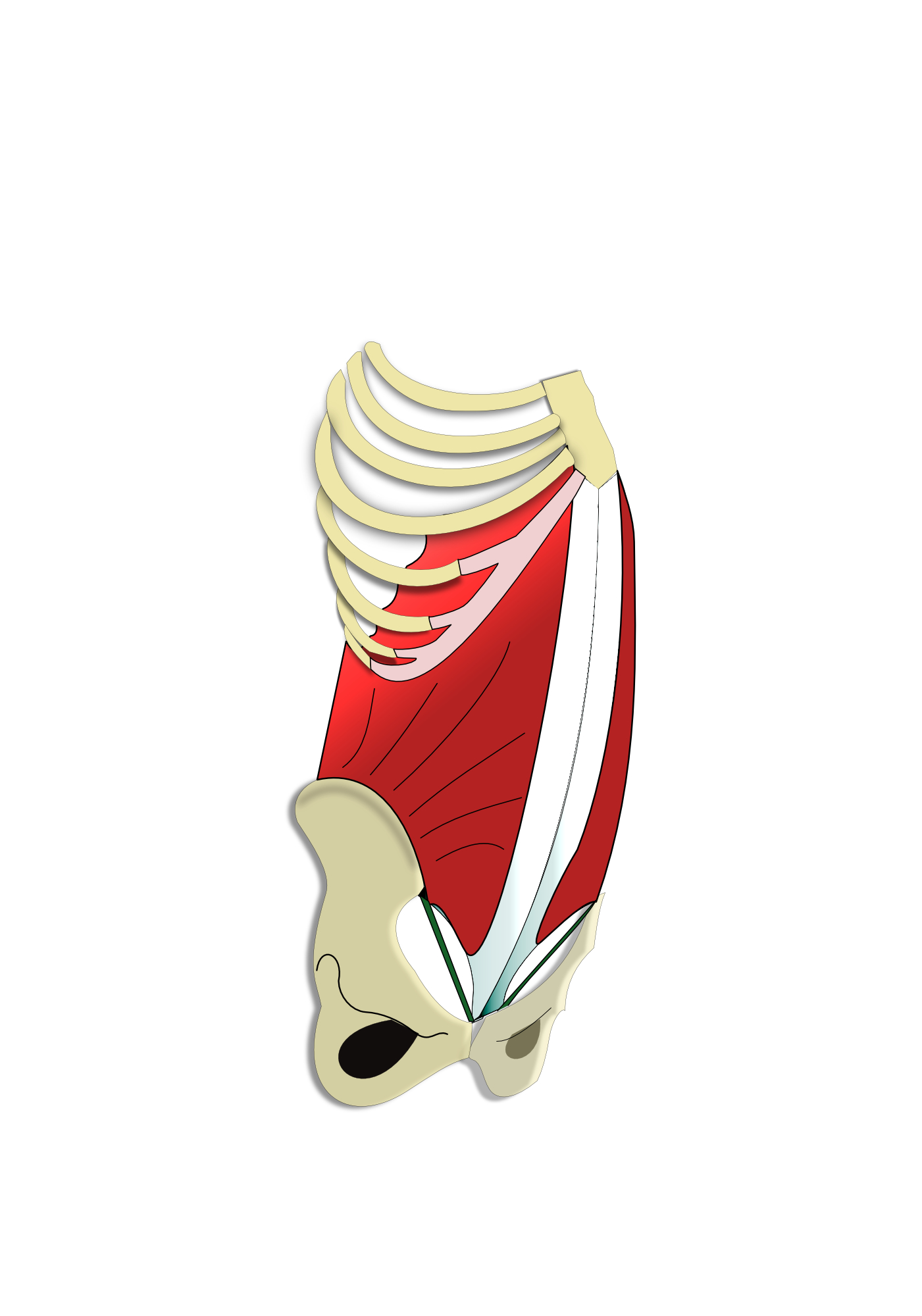 m.oblique externe