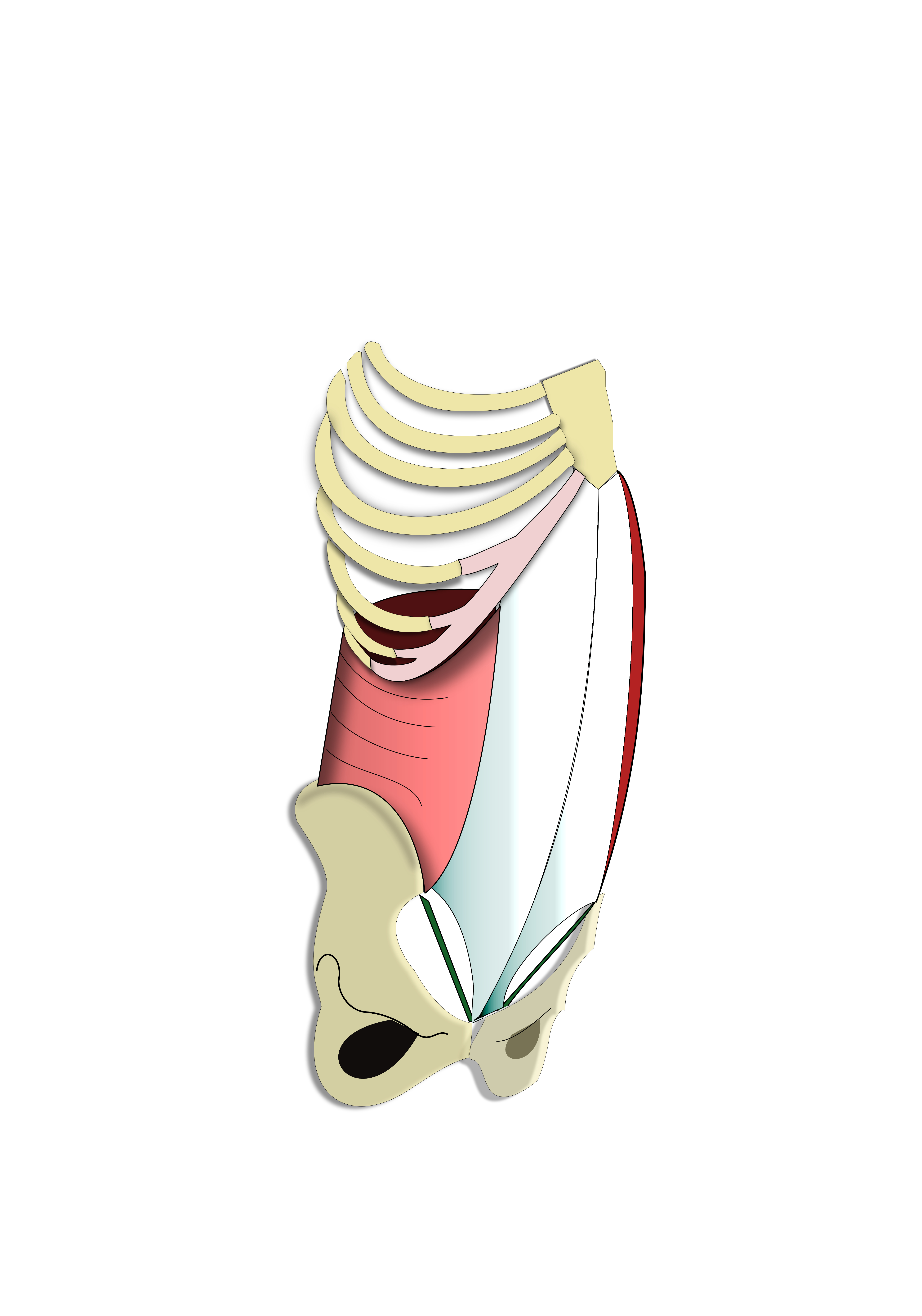 m.transverse