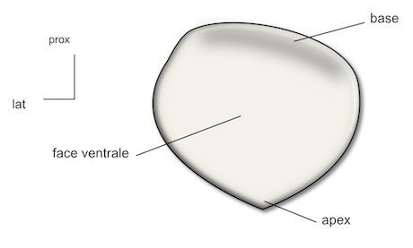  patella