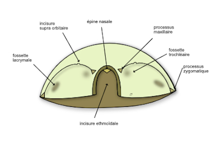 la fossette lacrymale 