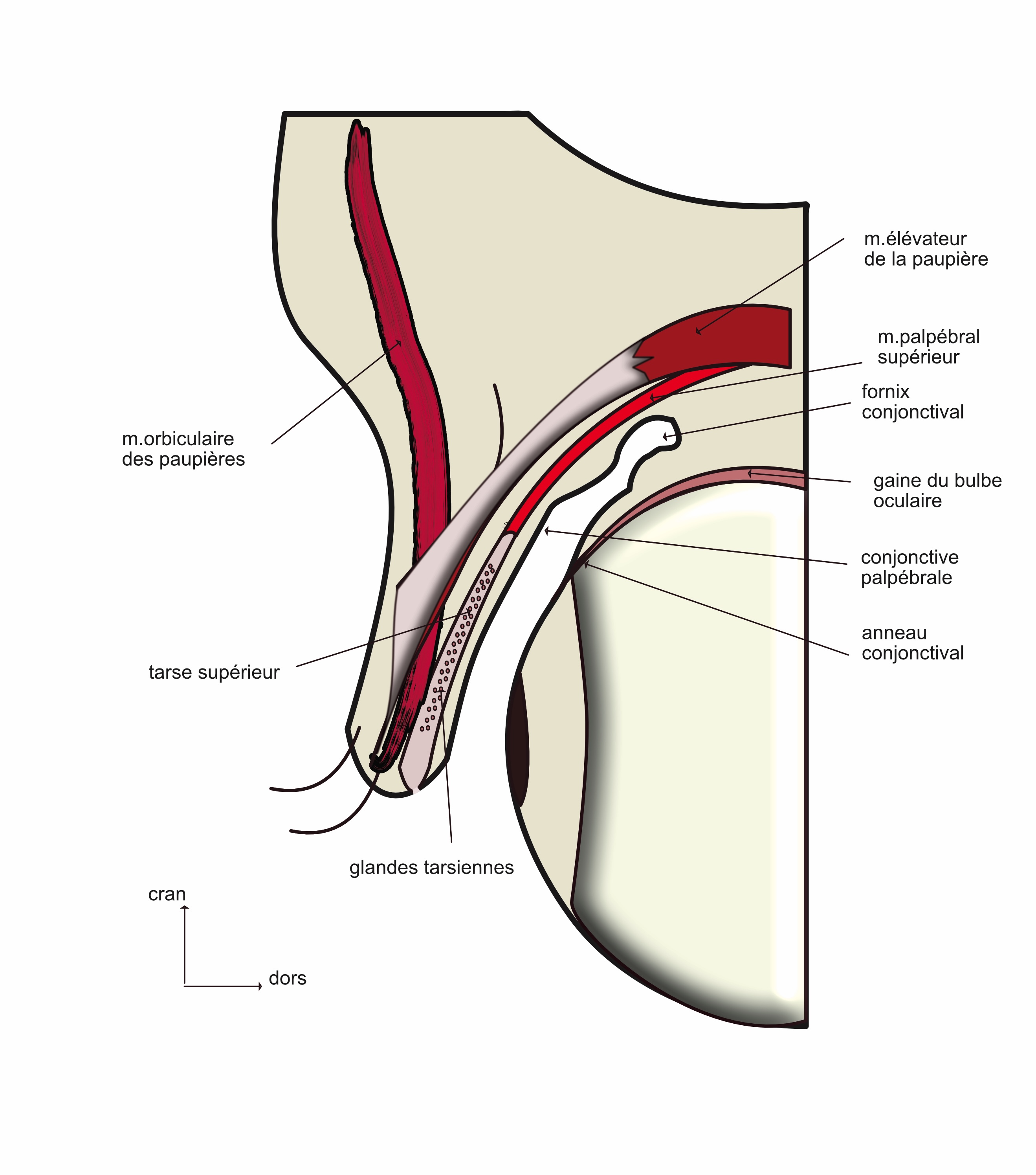 coupe sagittale des paupières