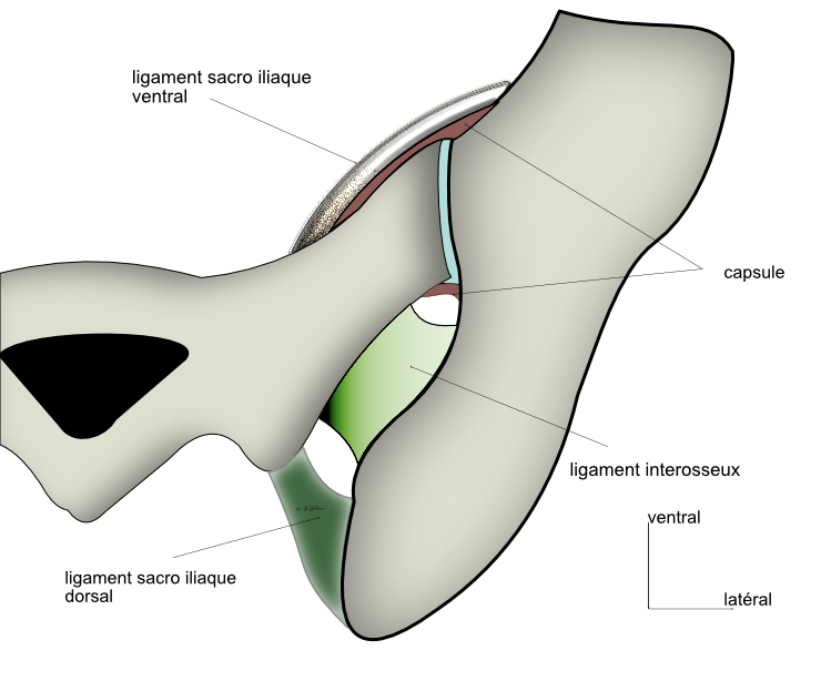 ligament axile