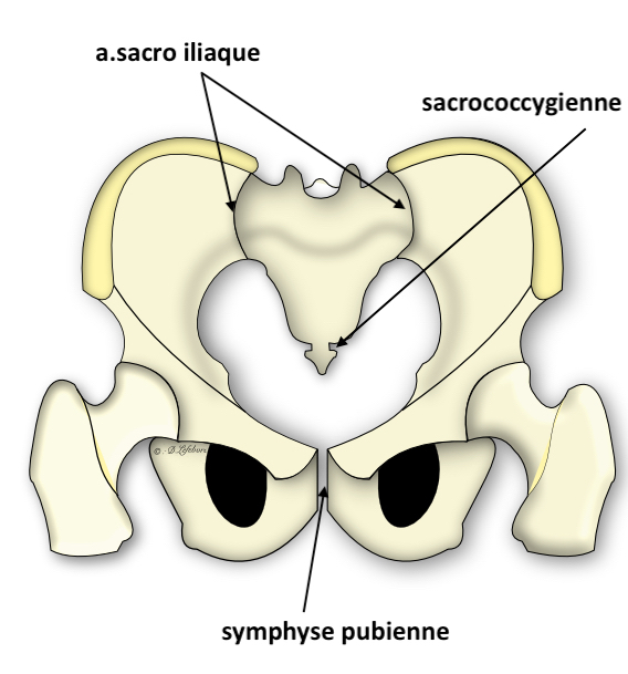  les articulations du bassin