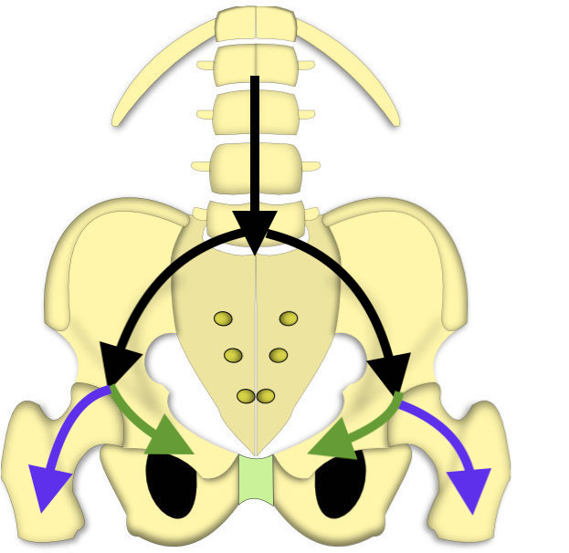 contraintes sur le sacrum