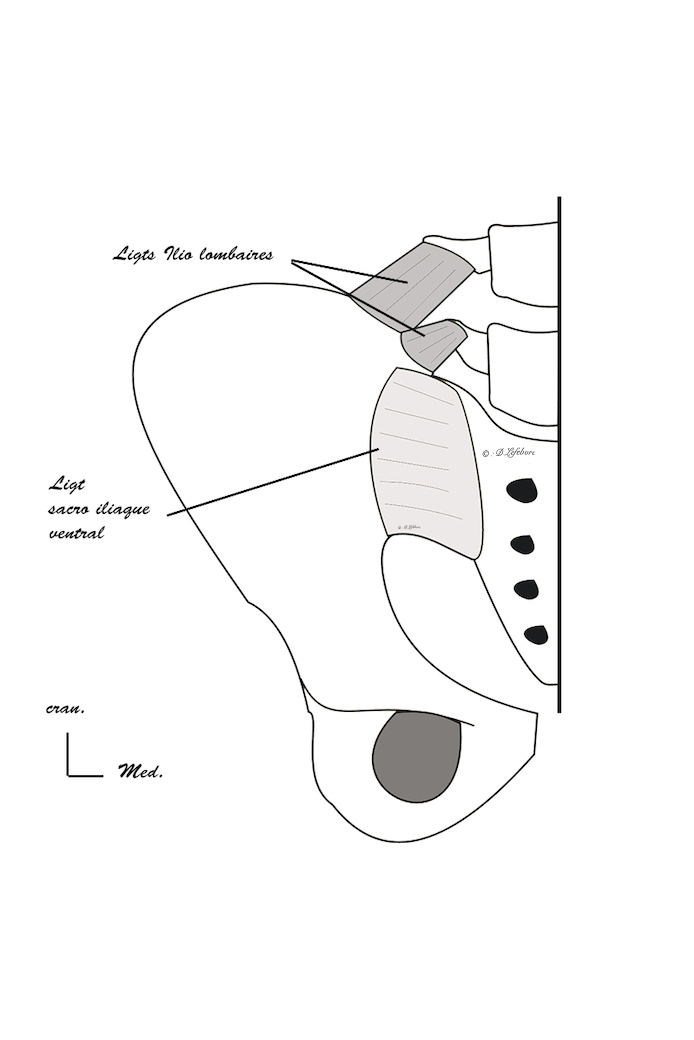 ligaments ventraux