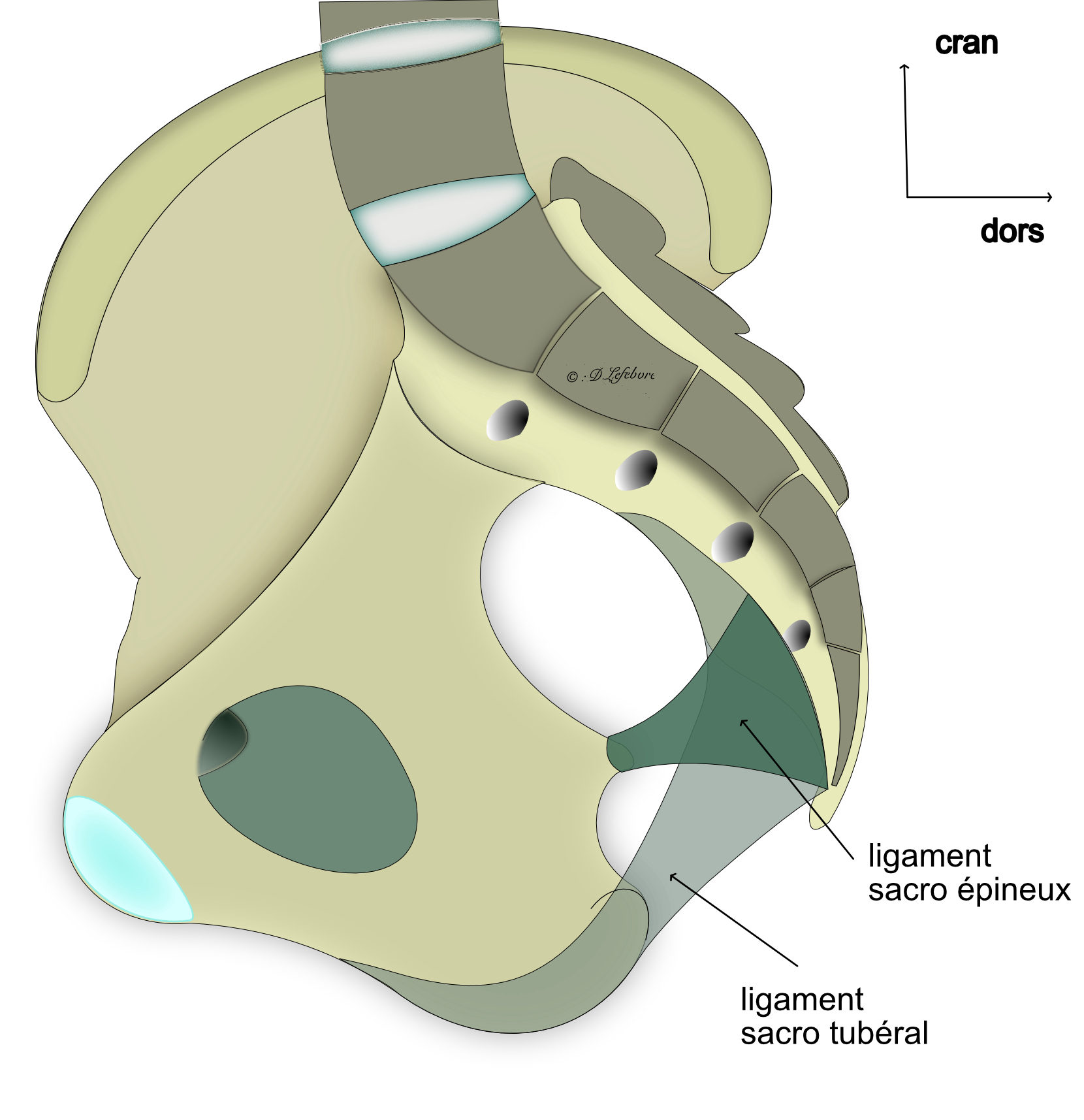 ligaments sacro épineux