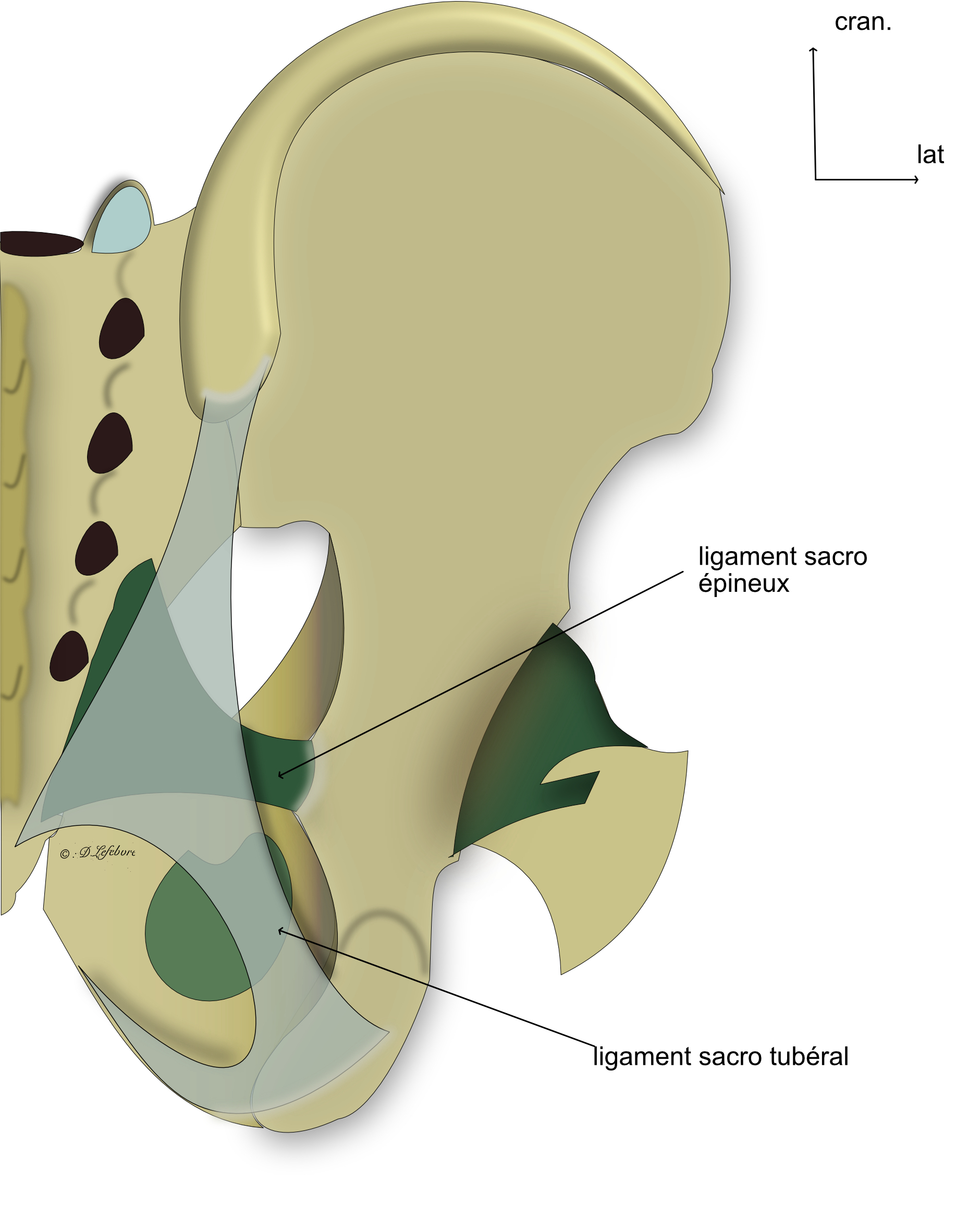 ligaments à distance