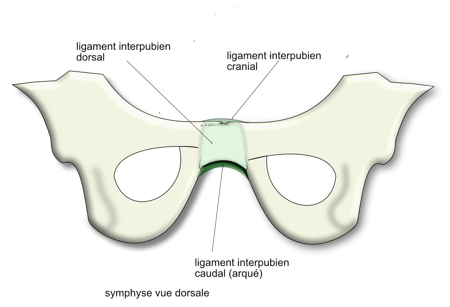  ligaments interpubiens