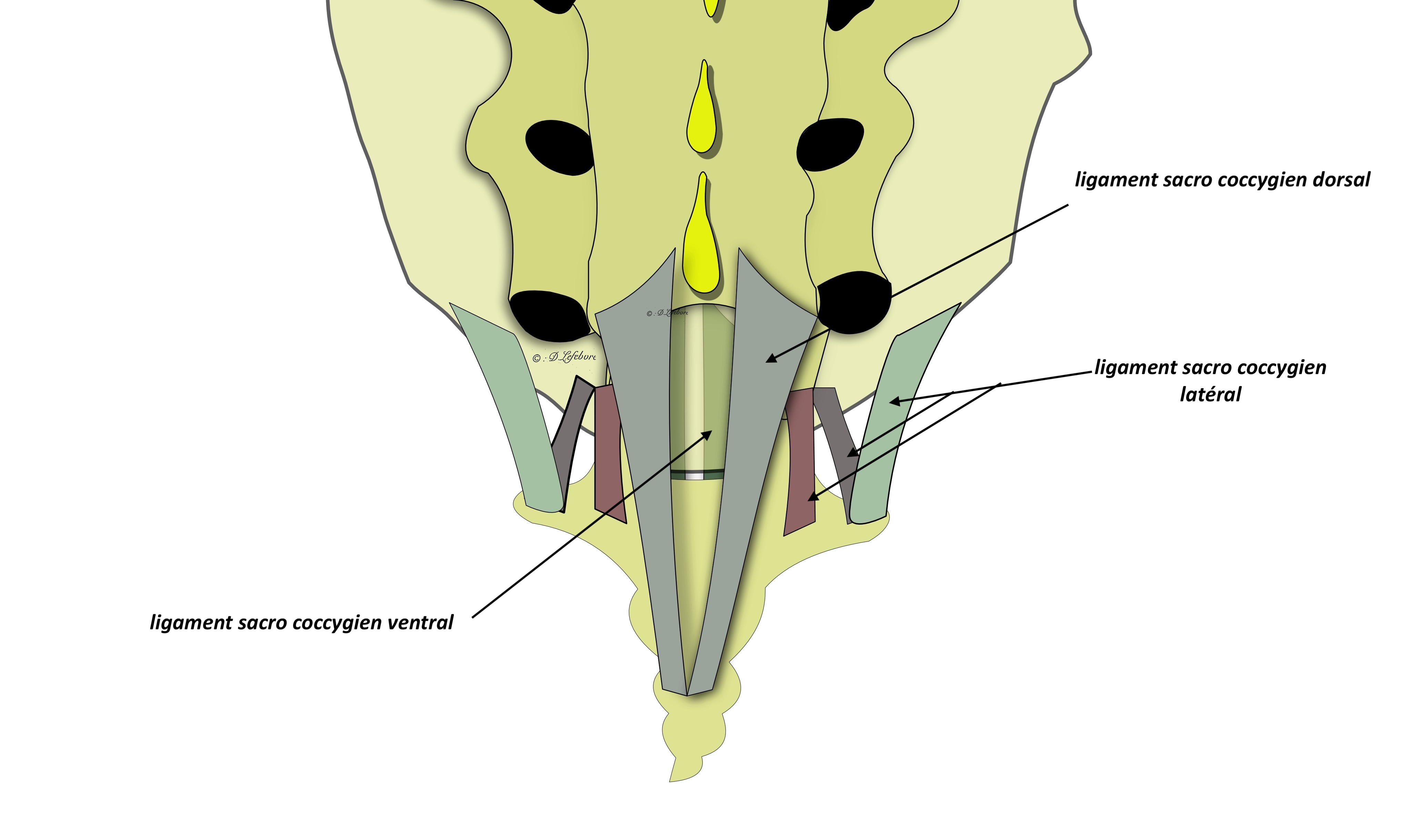 ligaments sacro coccygiens