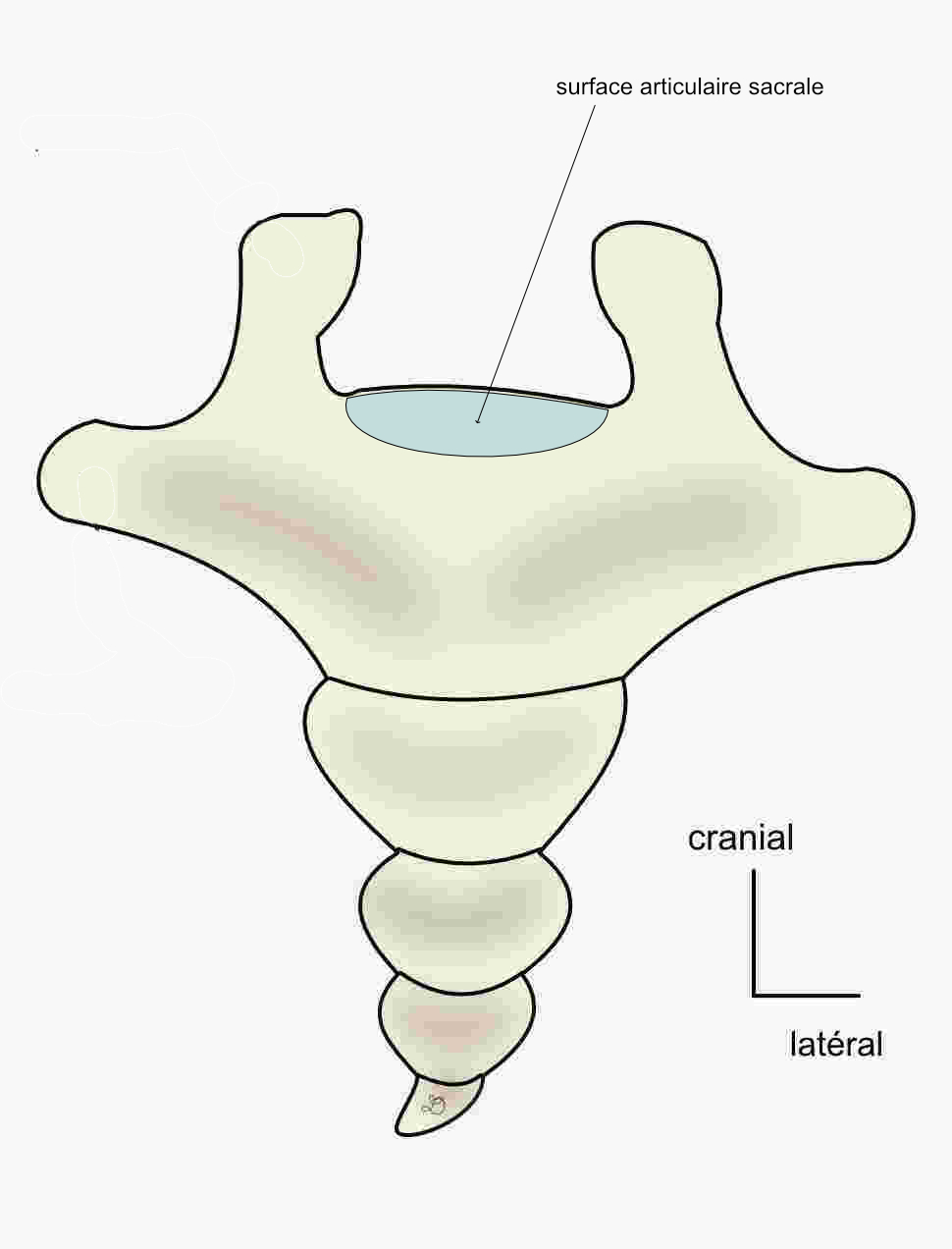 coccyx 