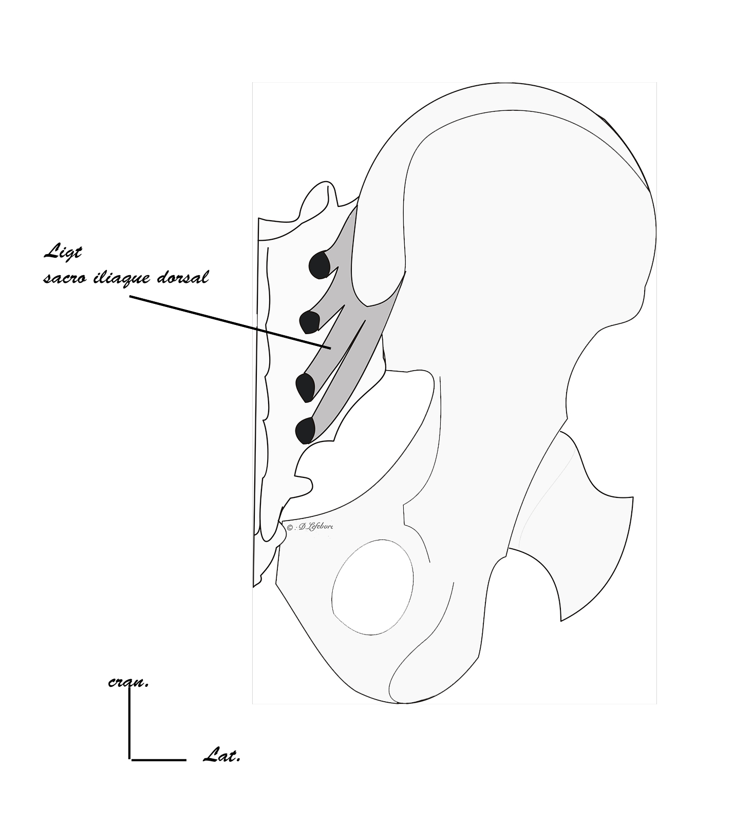 ligament sacro iliaque dorsal