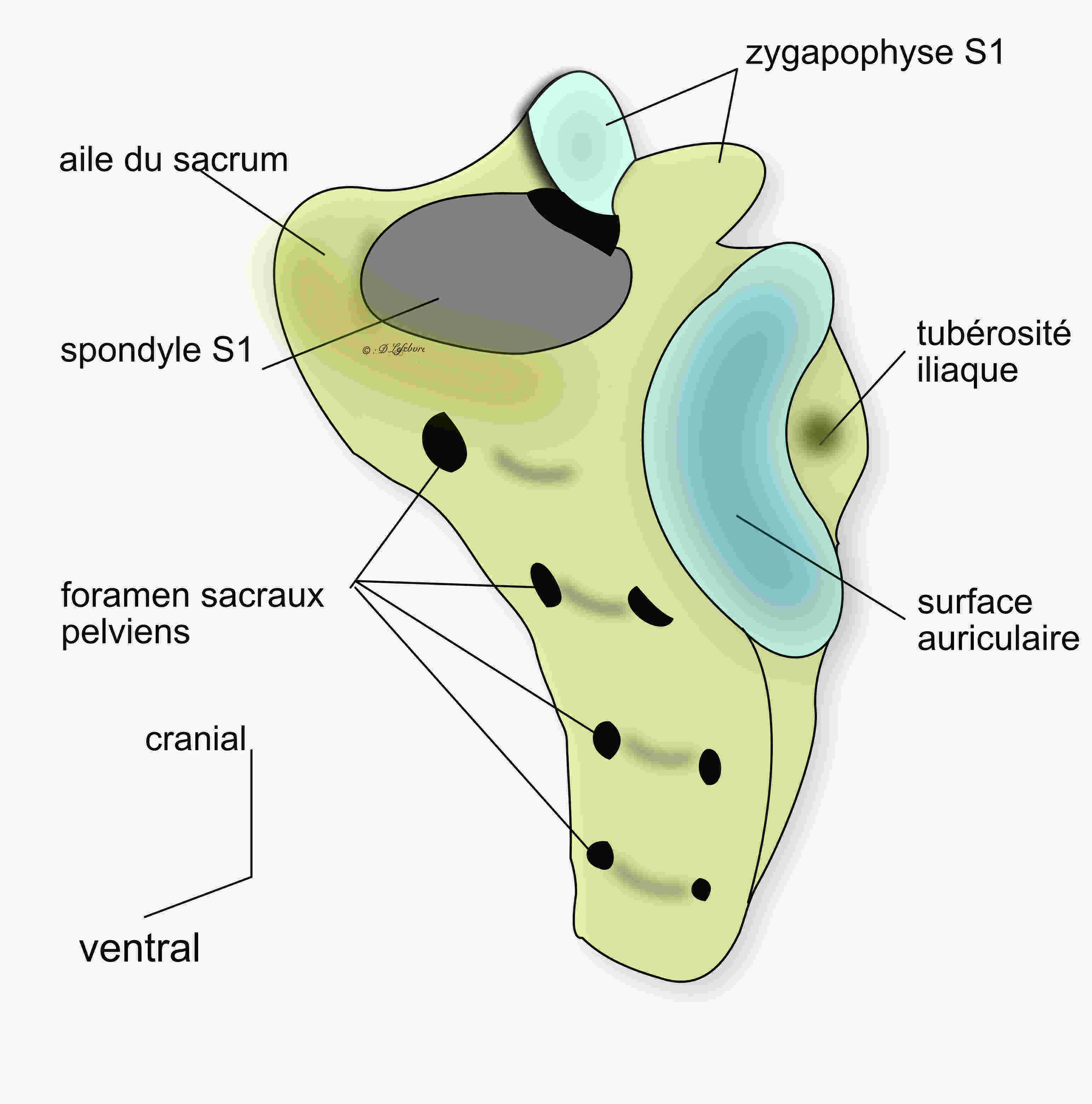  surfaces articulaires du sacrum