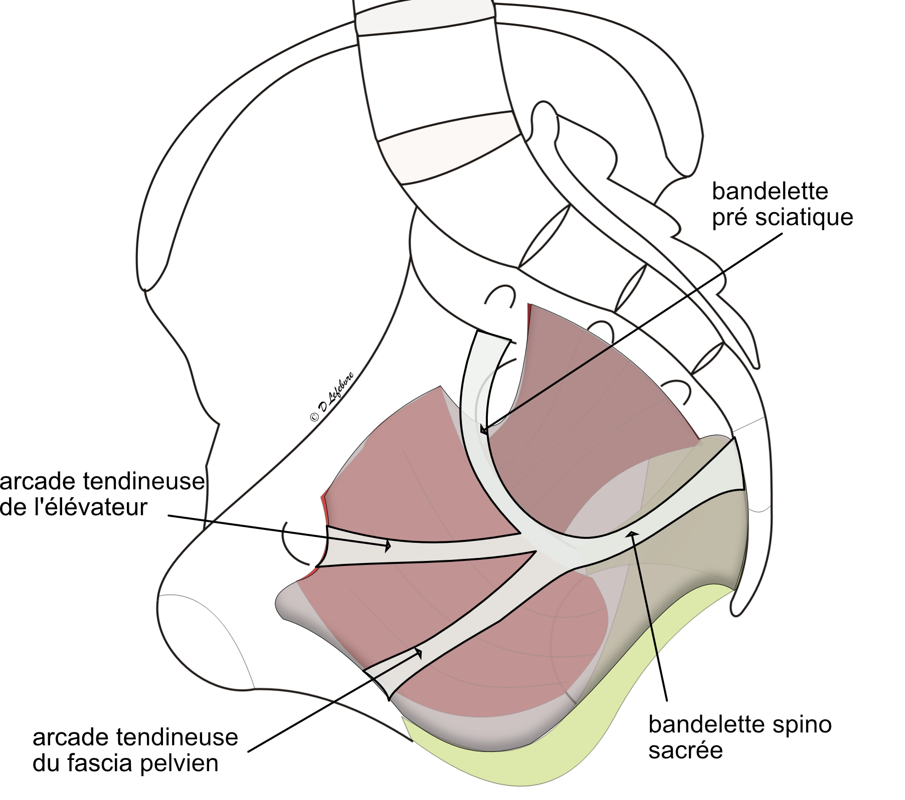 fascia pelviens