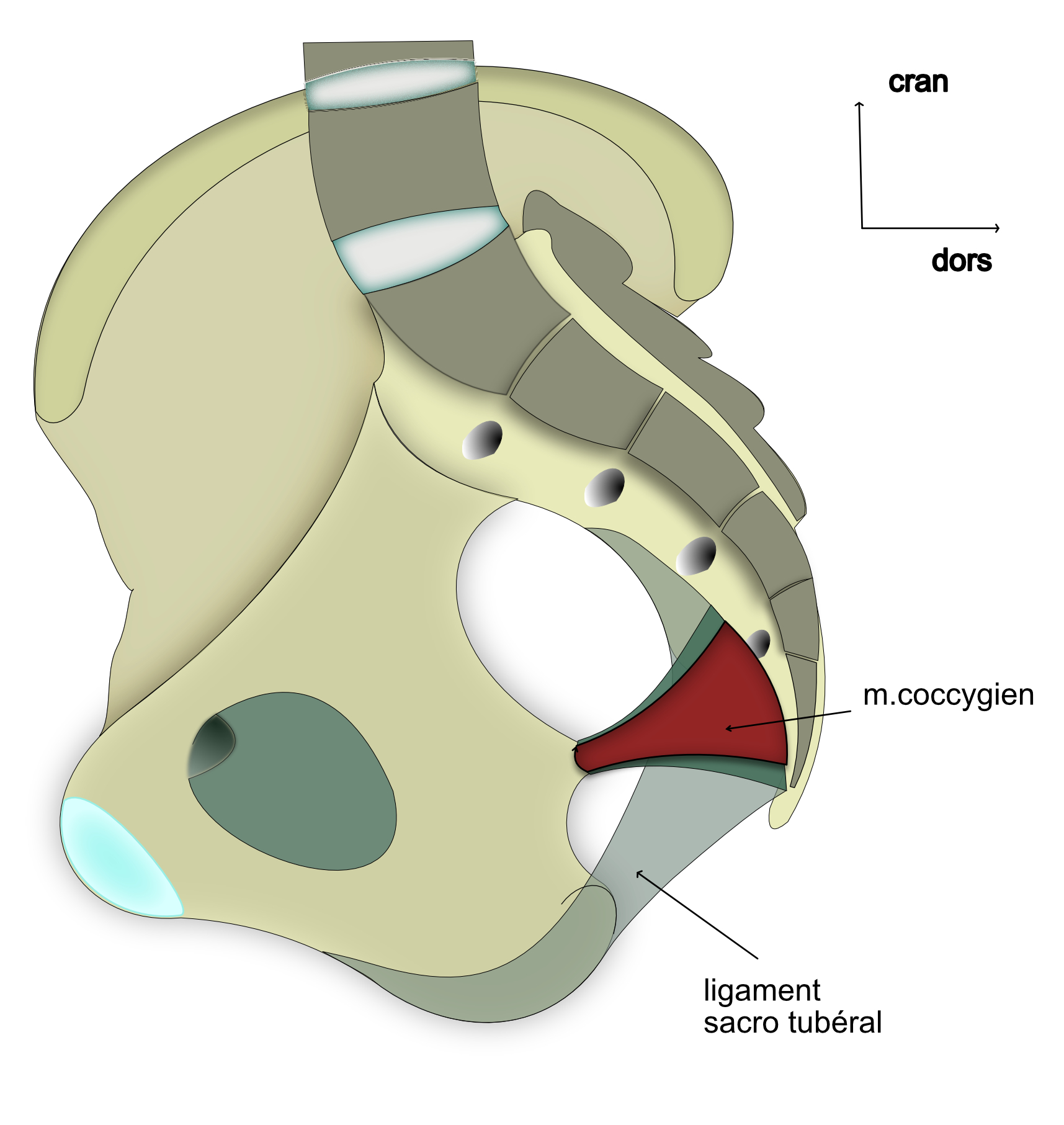 muscle coccygien