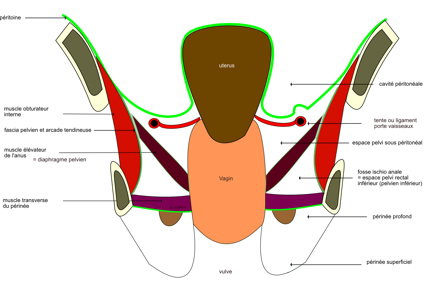 coupe frontale du pelvis