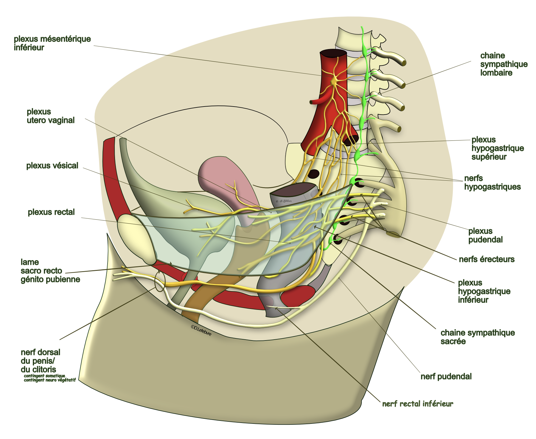 plexus hypogastrique inférieur