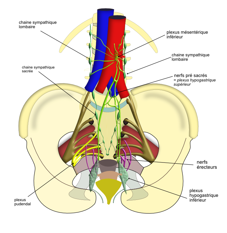 plexus hypogastrique s