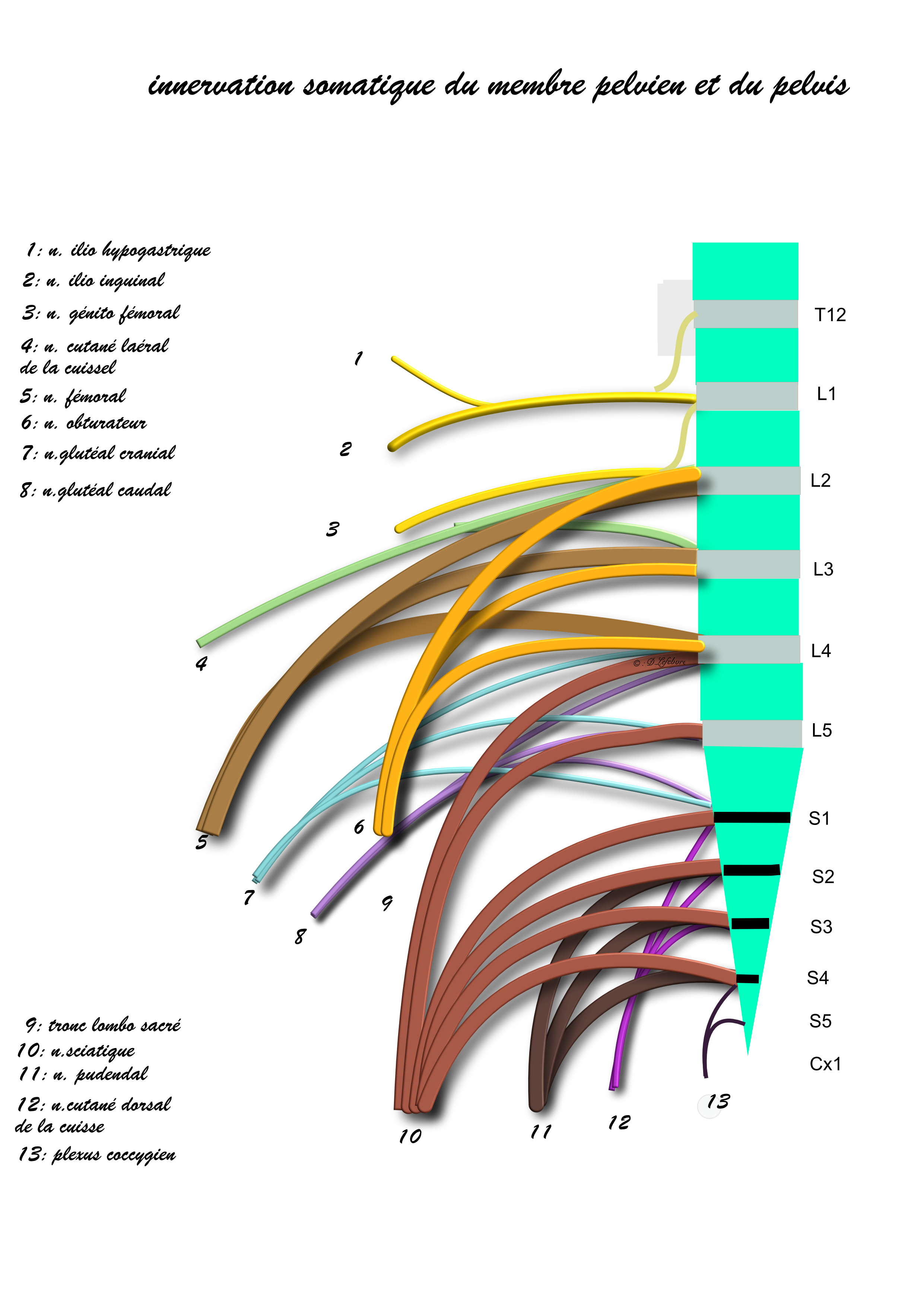 plexus nerveux du membre pelvien et du pelvis