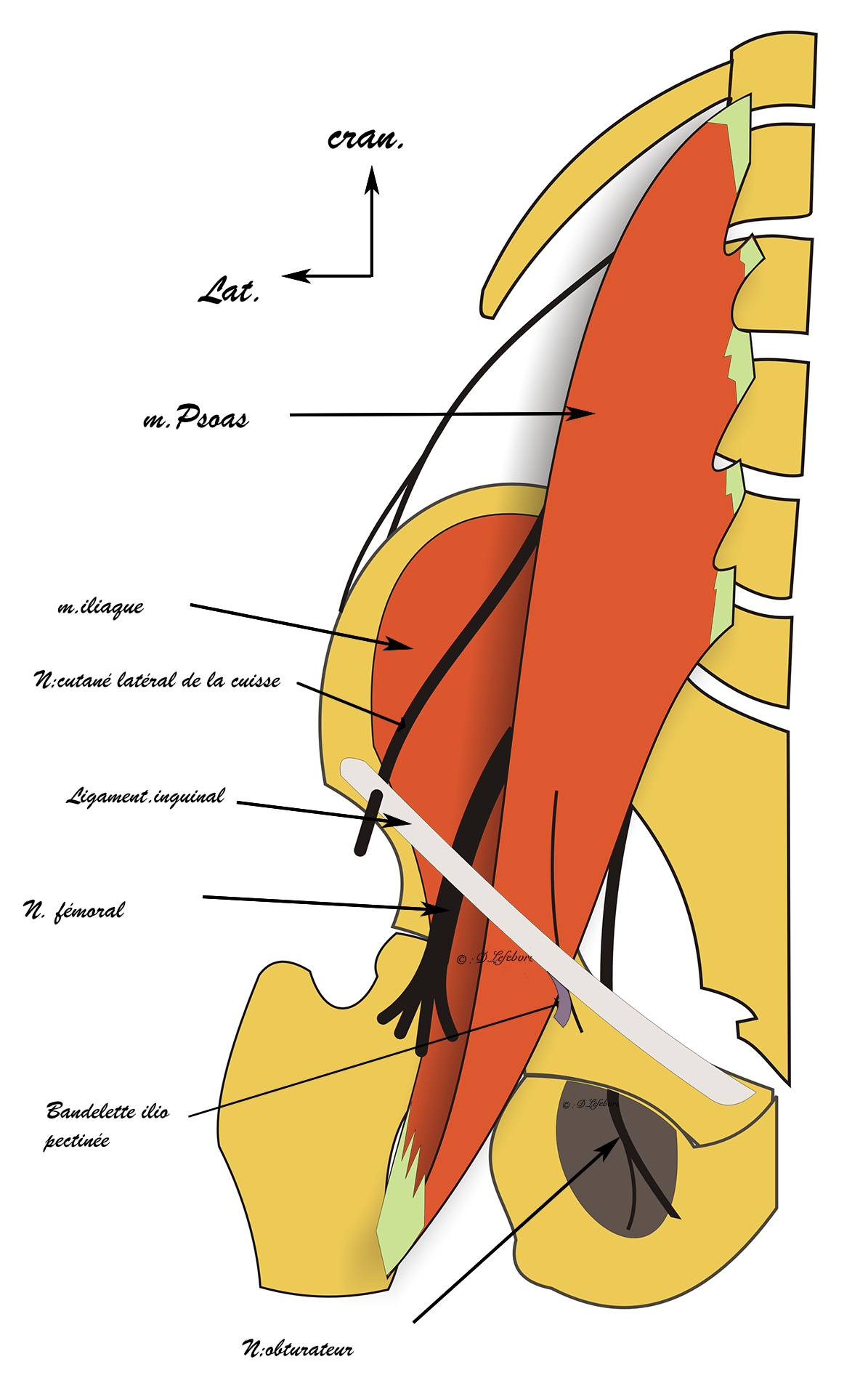 plexus lombaire