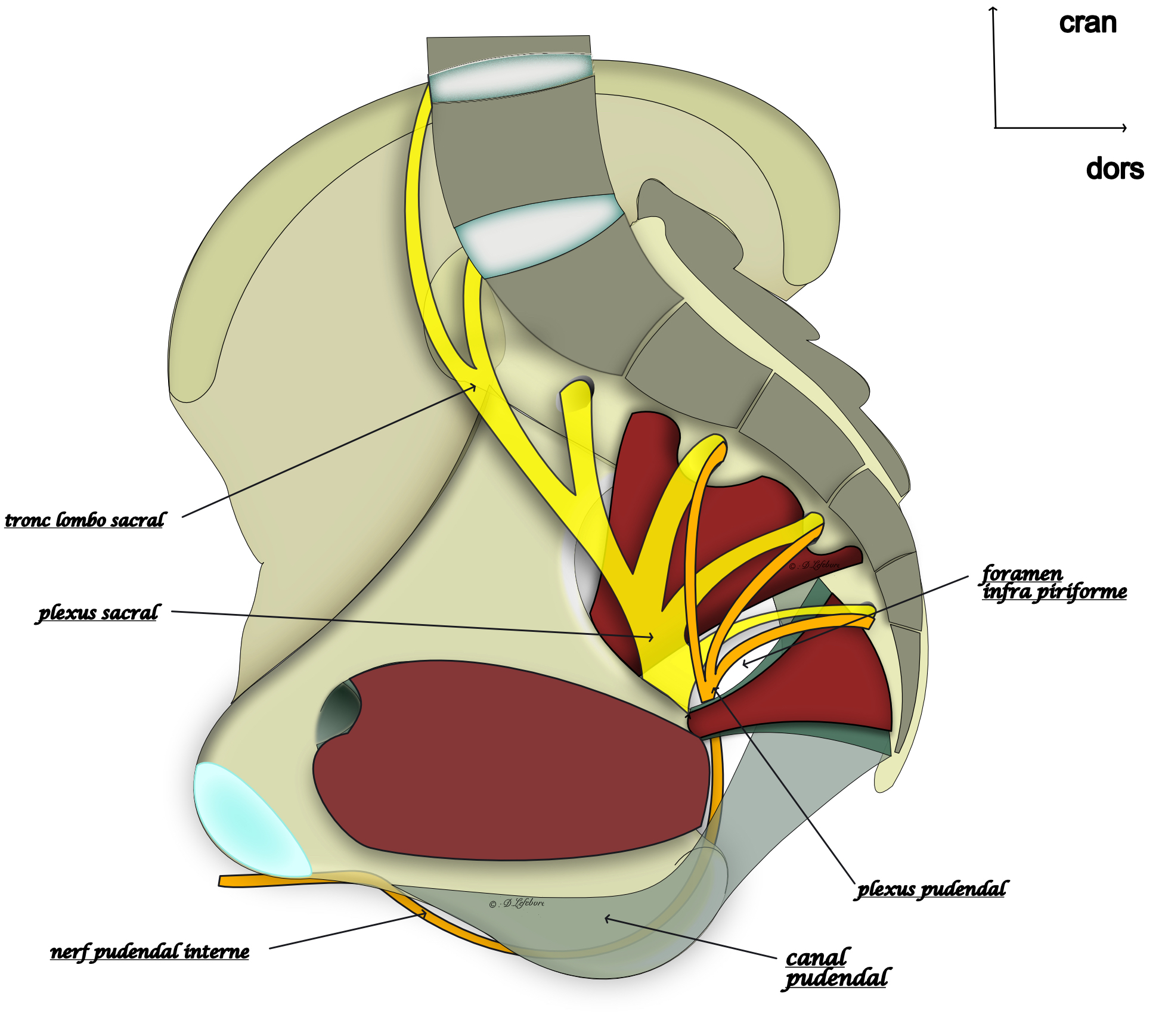 plexus socrococcygien