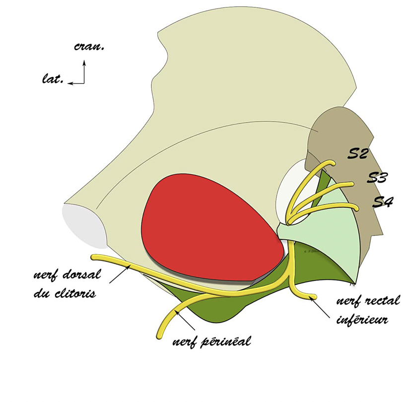 plexus pudendal