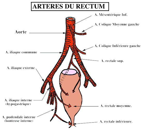 artères du rectum