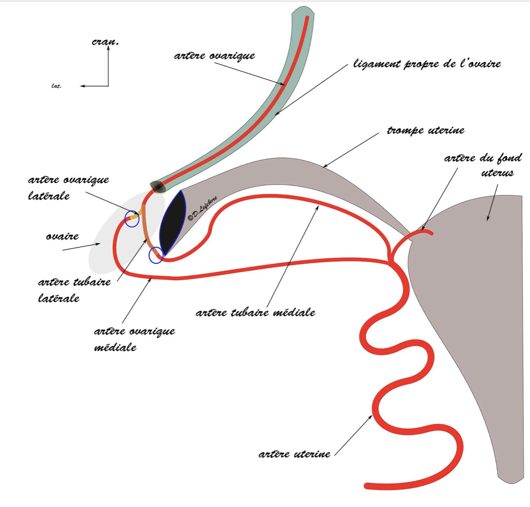 artères de l'ovaire
