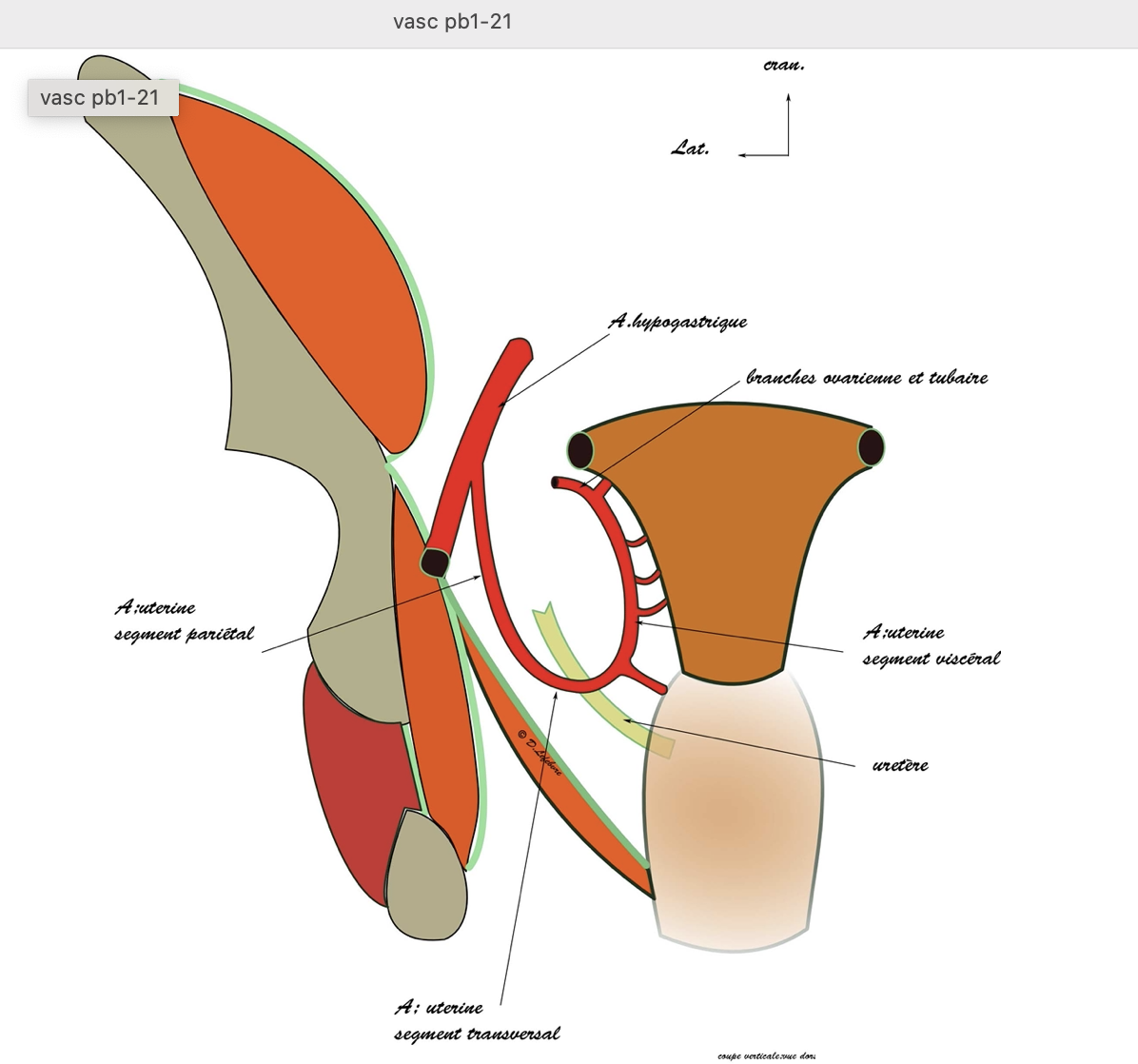 structure de la calvaria