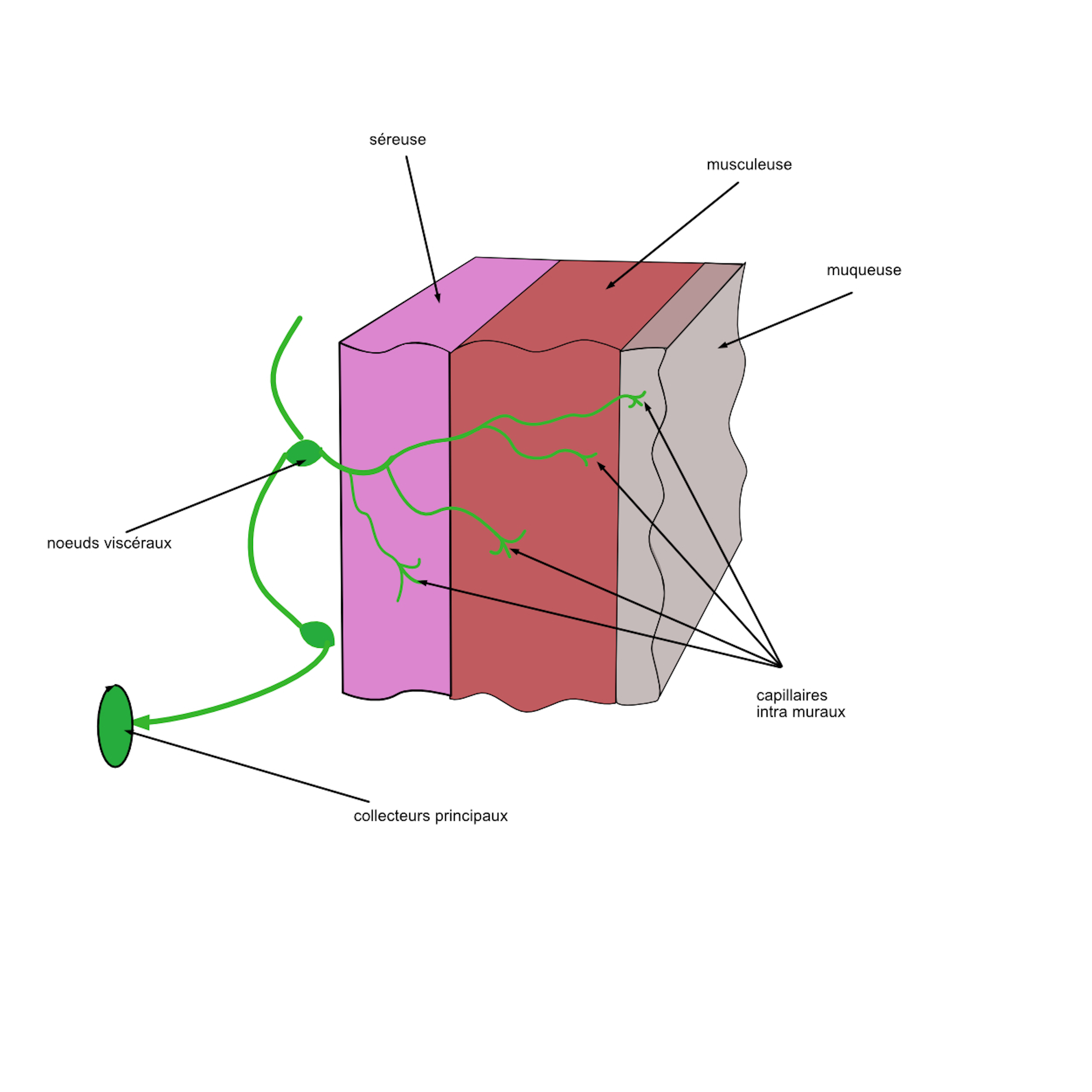 lymphatiques initiaux