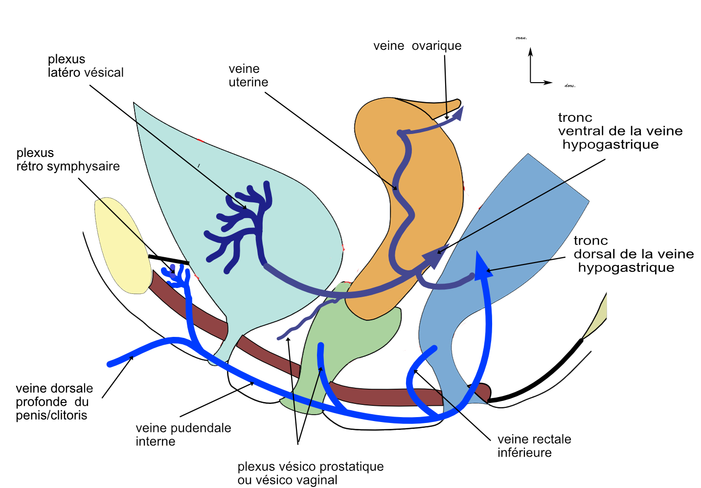 courant veineux du pelvis